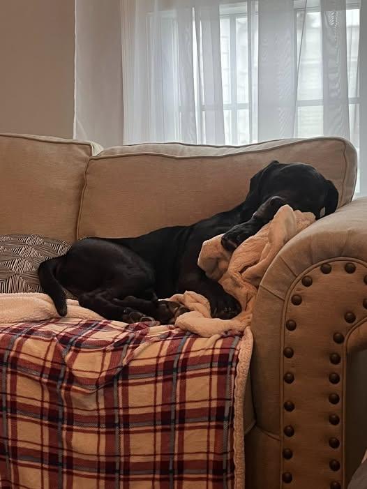 Bubba, a ADOPTABLE mixed breed in Turners Falls, MA image 2/5