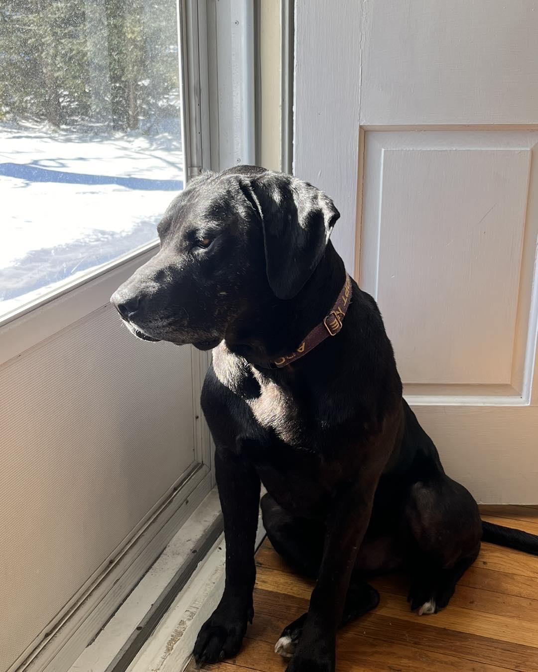 Bubba, ADOPTABLE, Adult Male Hound & Black Labrador Retriever.