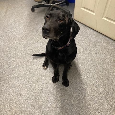 Enlarge Bubba, a ADOPTABLE mixed breed in Turners Falls, MA image 3/3