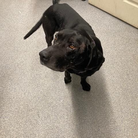 Bubba, ADOPTABLE, Adult Male Hound & Black Labrador Retriever.