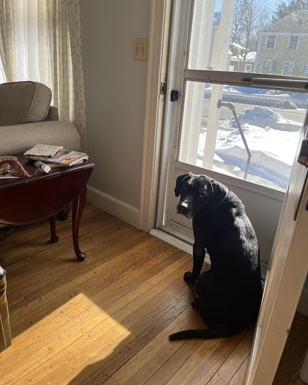 Bubba, a ADOPTABLE mixed breed in Turners Falls, MA image 5/5