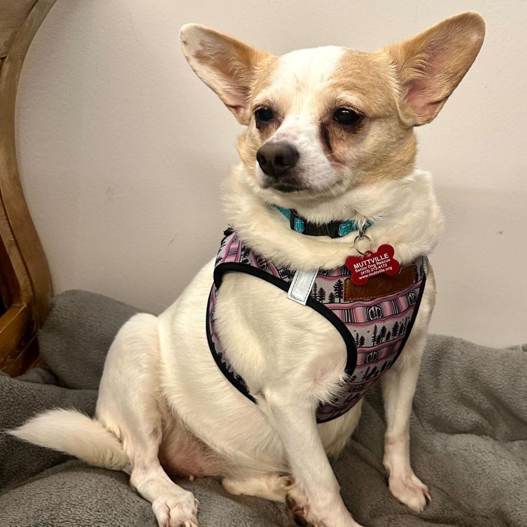 Shay Shay 14062, Adoptable, Senior Female Chihuahua & Dachshund.