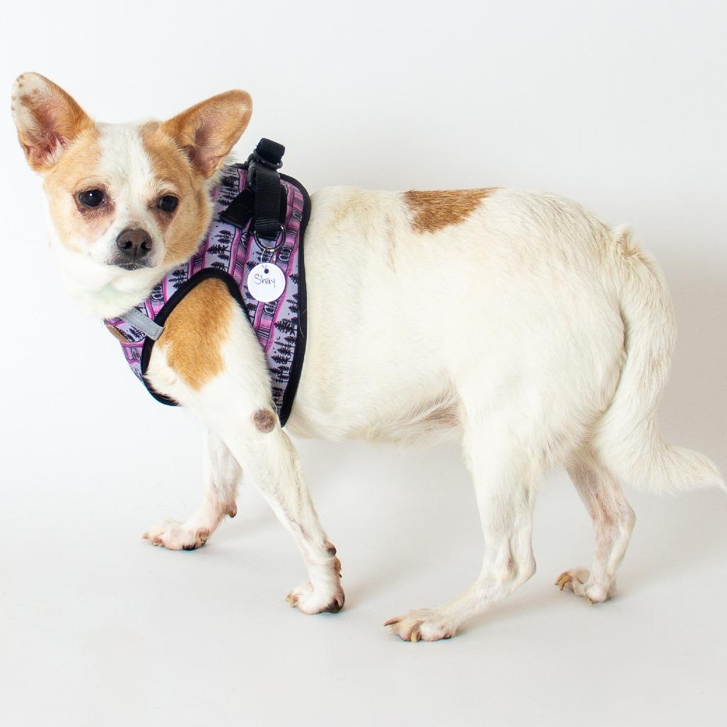 Enlarge Shay Shay 14062, a Adoptable mixed breed in San Francisco, CA image 2/6