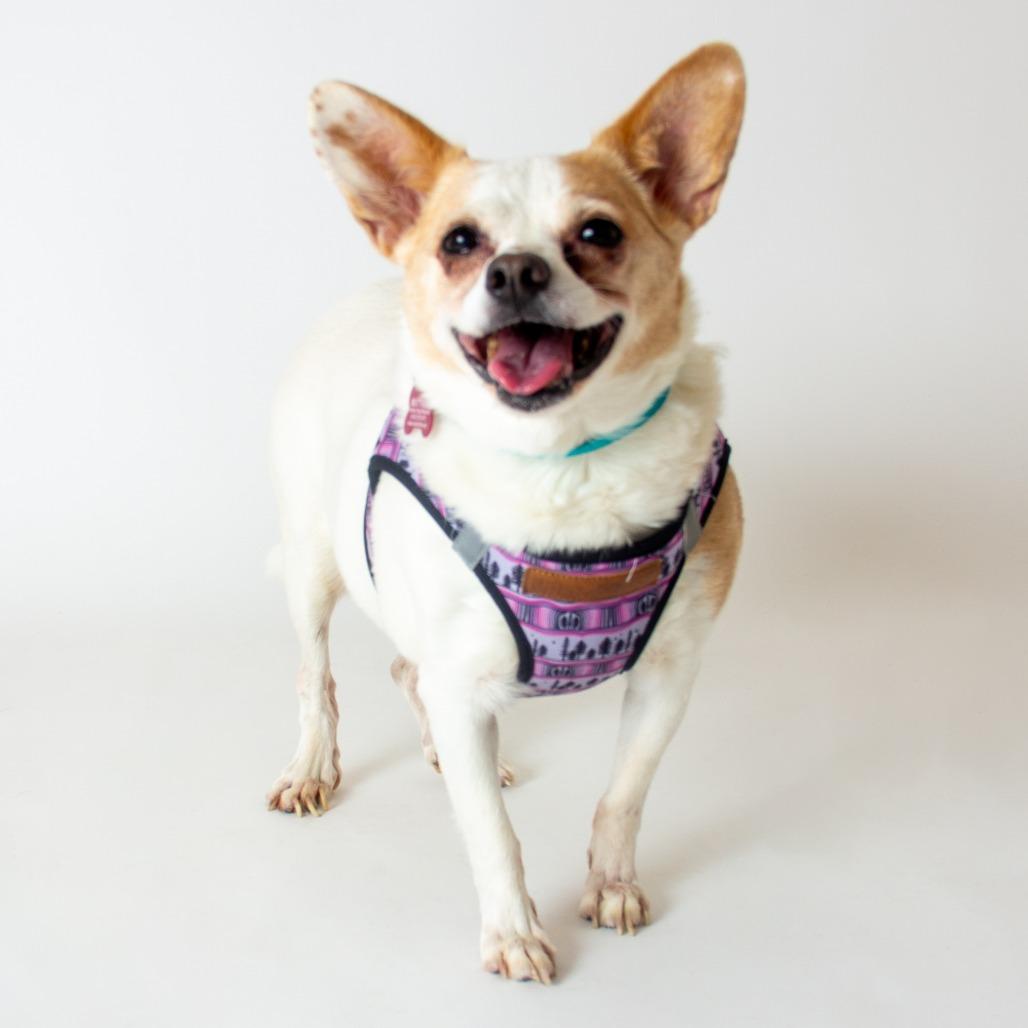 Enlarge Shay Shay 14062, a Adoptable mixed breed in San Francisco, CA image 3/6