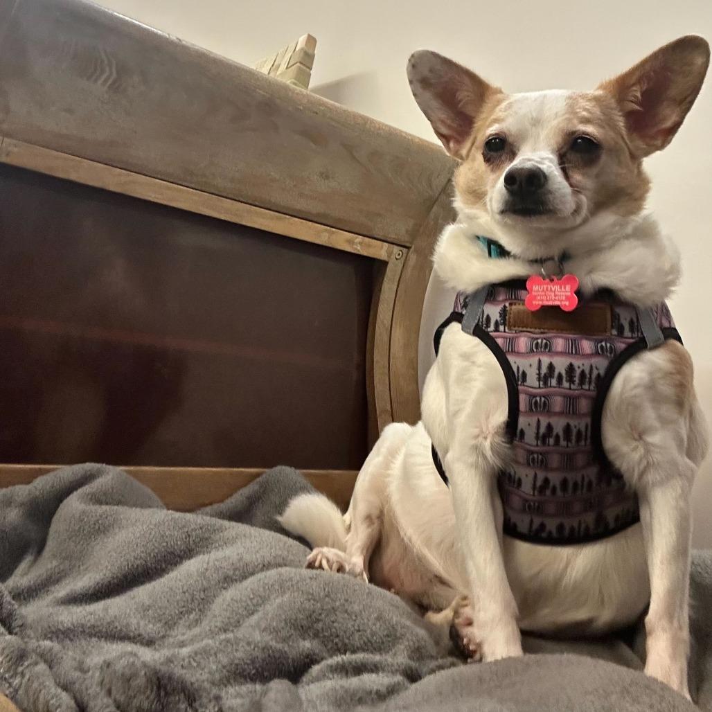 Enlarge Shay Shay 14062, a Adoptable mixed breed in San Francisco, CA image 4/6
