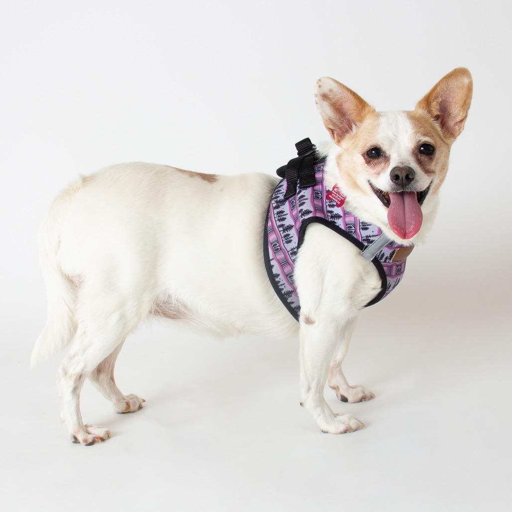 Enlarge Shay Shay 14062, a Adoptable mixed breed in San Francisco, CA image 5/6
