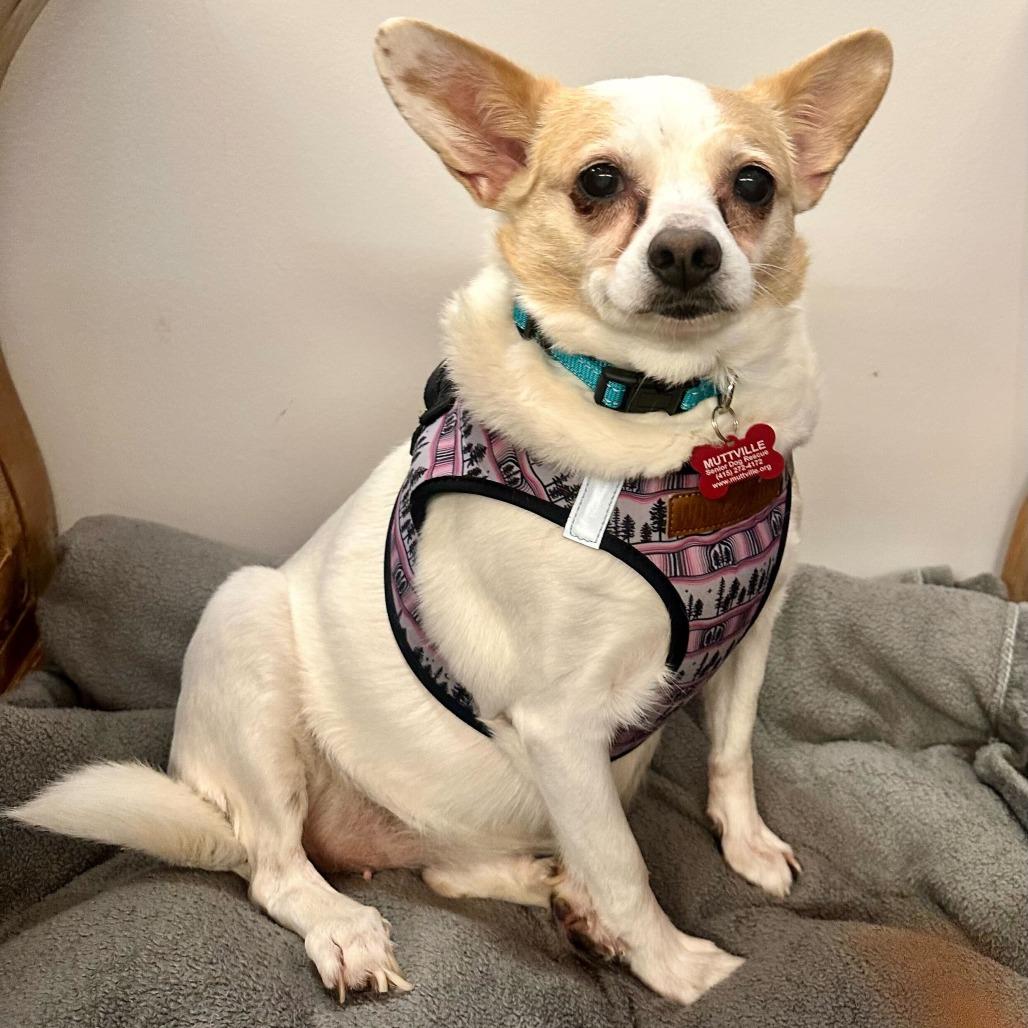 Enlarge Shay Shay 14062, a Adoptable mixed breed in San Francisco, CA image 6/6