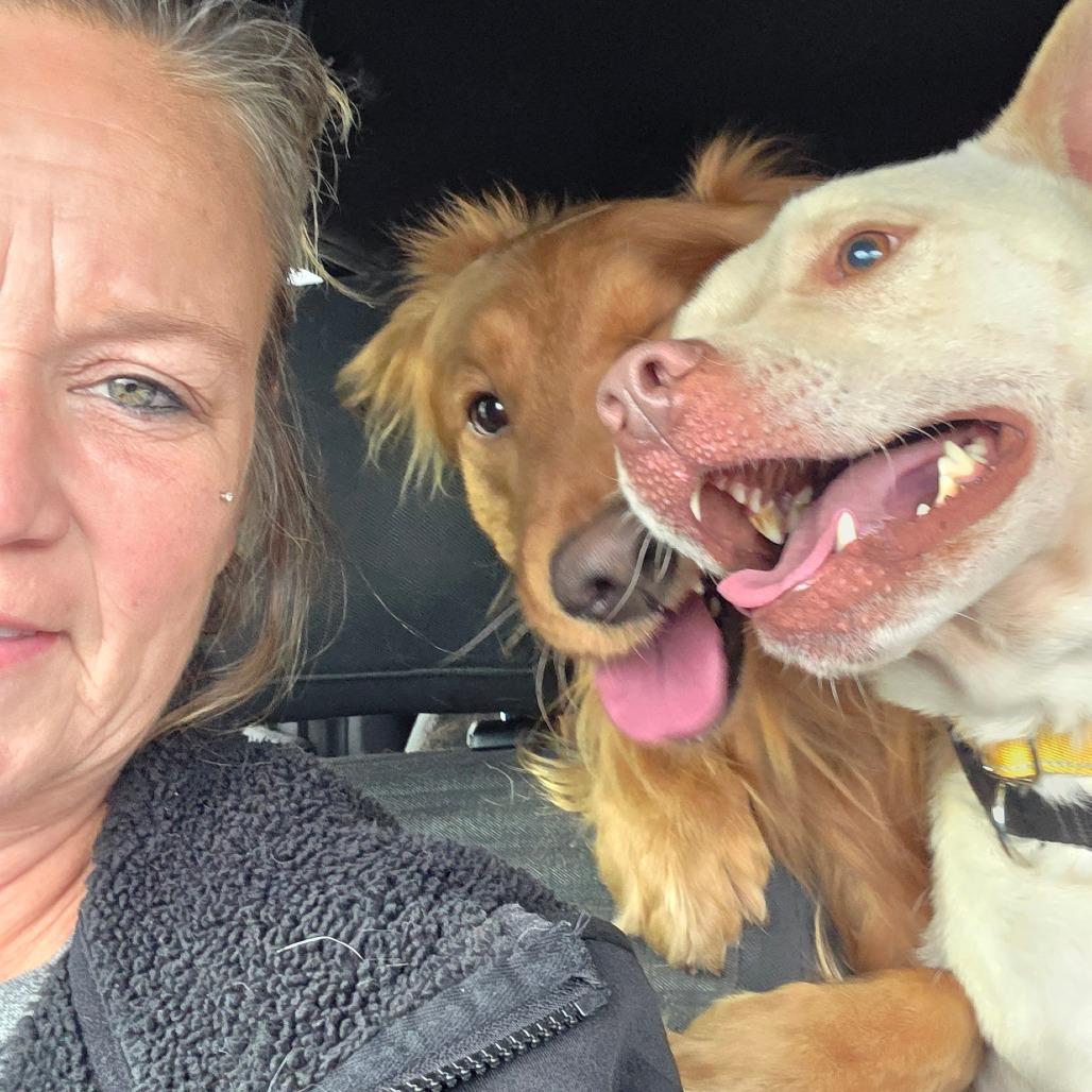 Breezy, Adoptable, Adult Male Yellow Labrador Retriever & Pug.