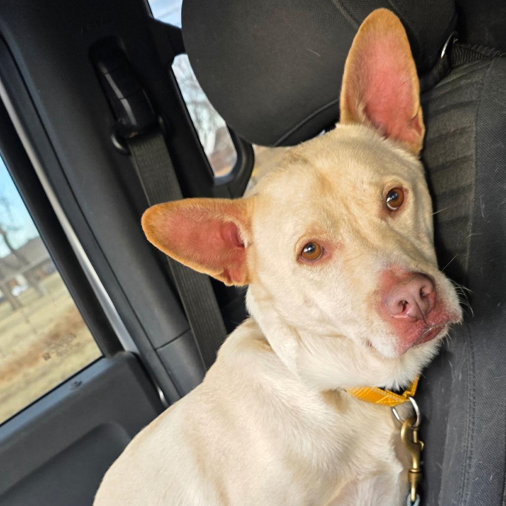 Enlarge Breezy, a Adoptable mixed breed in Goltry, OK image 3/6