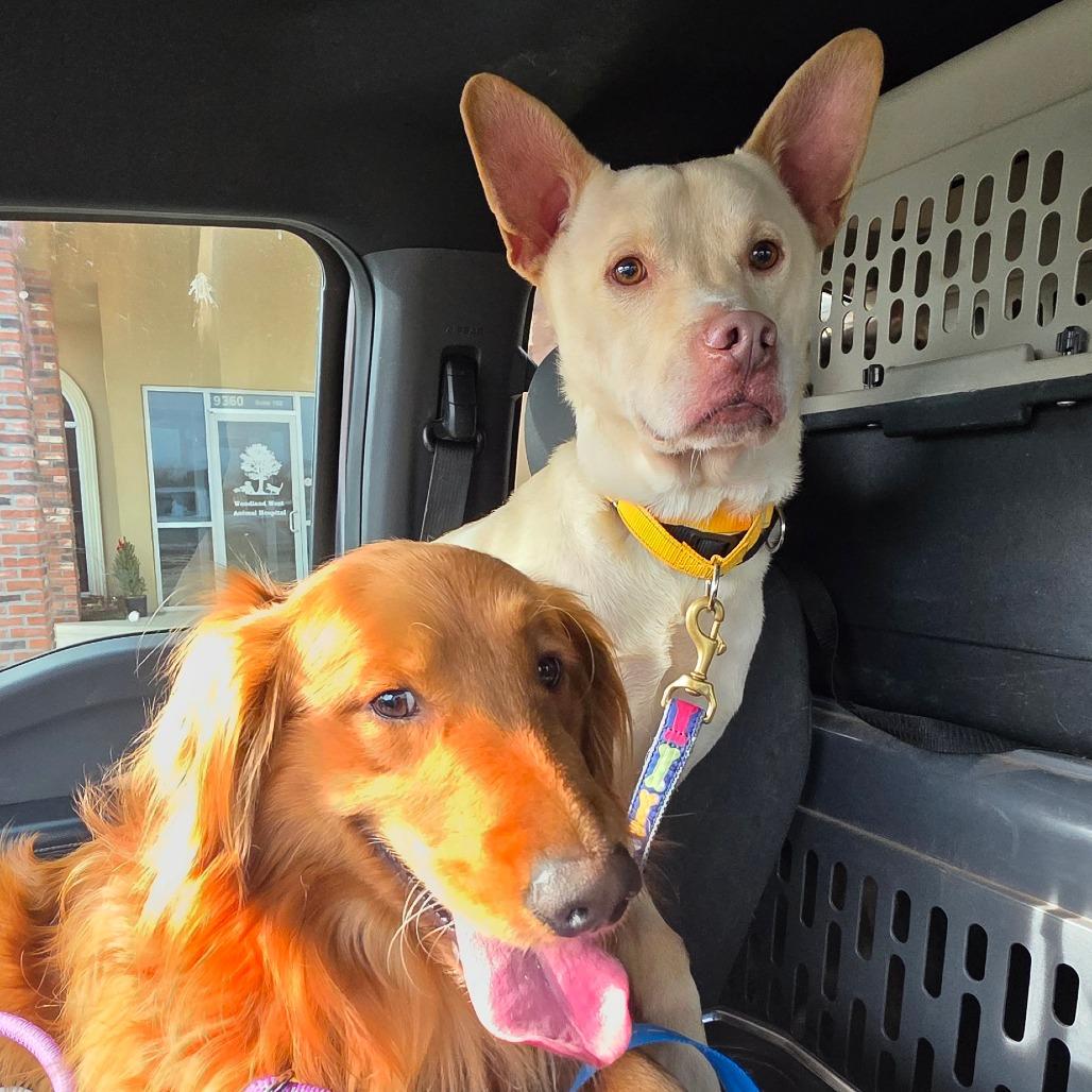 Enlarge Breezy, a Adoptable mixed breed in Goltry, OK image 4/6