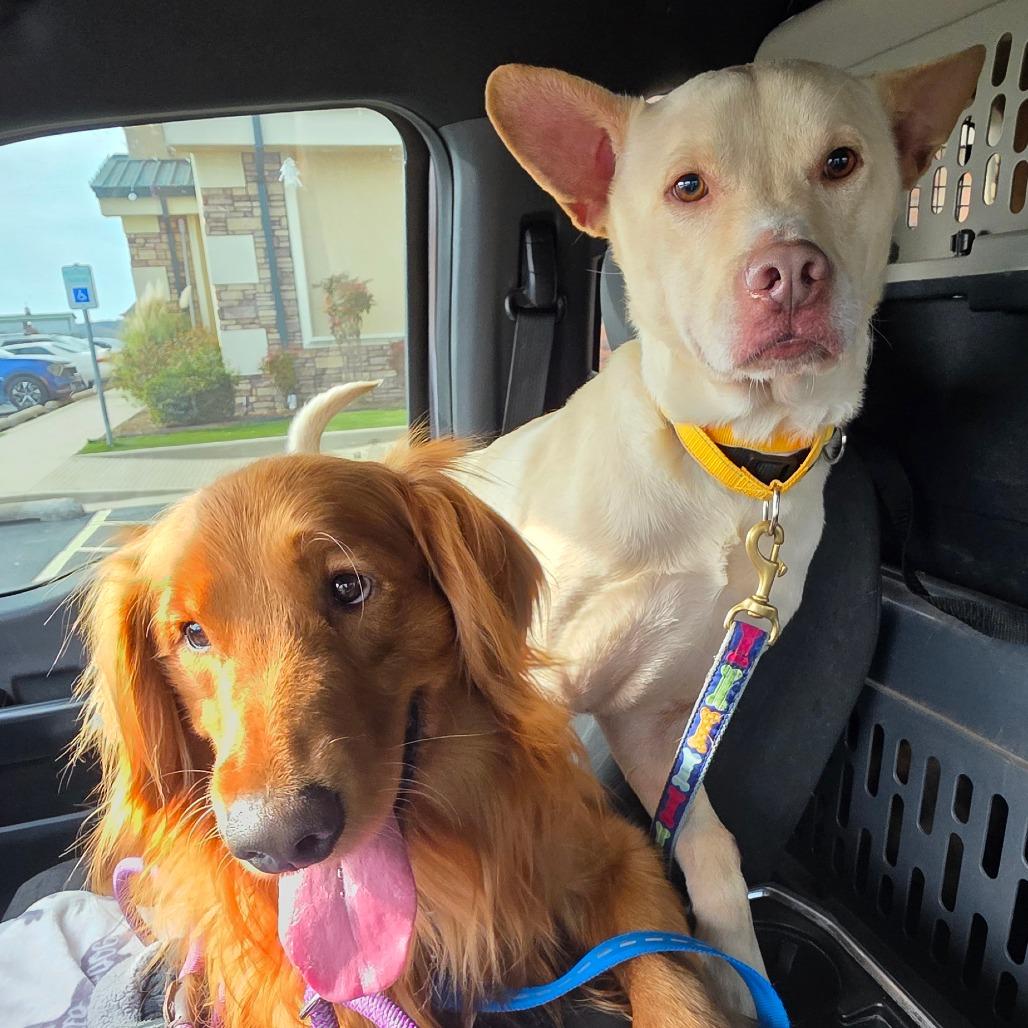 Enlarge Breezy, a Adoptable mixed breed in Goltry, OK image 5/6