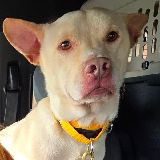 Breezy, a Adoptable mixed breed in Goltry, OK image 4/6