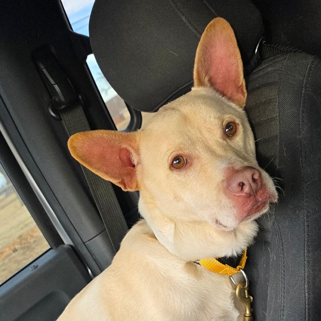 Enlarge Breezy, a Adoptable mixed breed in Goltry, OK image 6/6