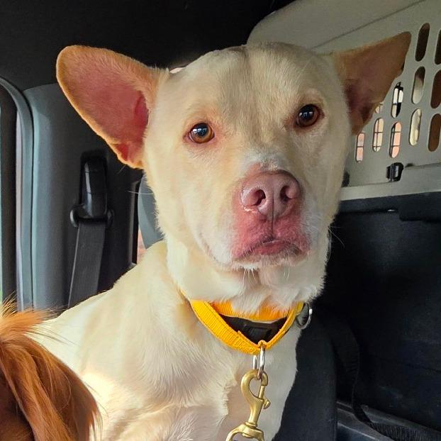 Breezy, a Adoptable mixed breed in Goltry, OK image 6/6