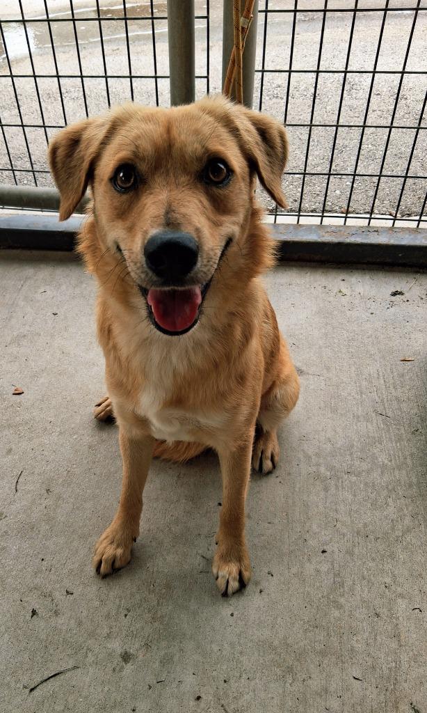 Enlarge Goldy, a Adoptable mixed breed in Seguin, TX image 1/6