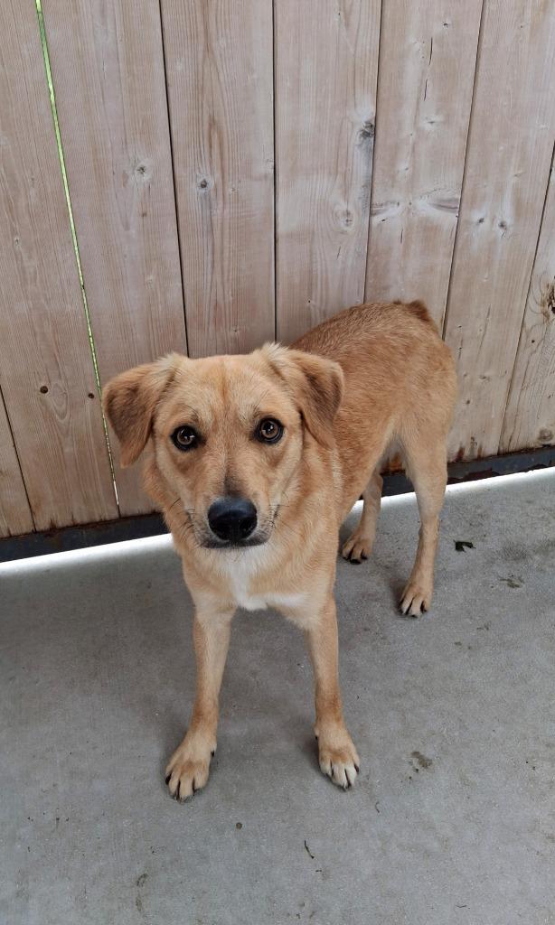 Enlarge Goldy, a Adoptable mixed breed in Seguin, TX image 2/6