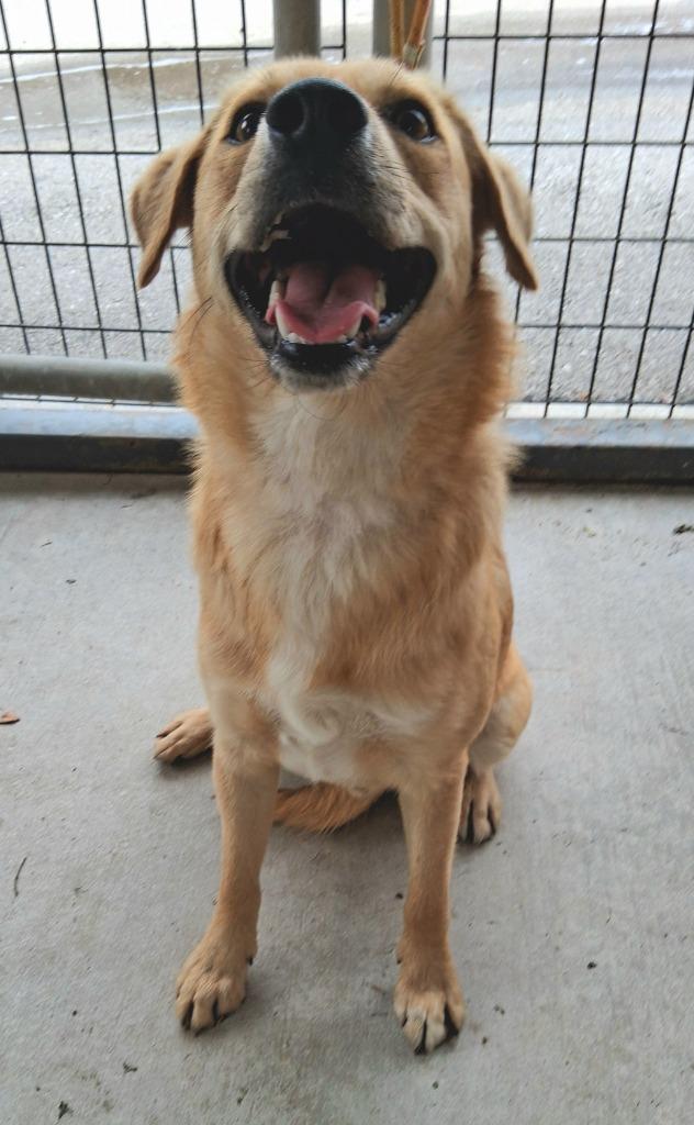 Enlarge Goldy, a Adoptable mixed breed in Seguin, TX image 3/6