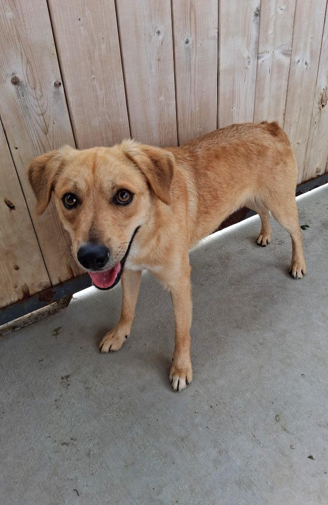 Enlarge Goldy, a Adoptable mixed breed in Seguin, TX image 4/6