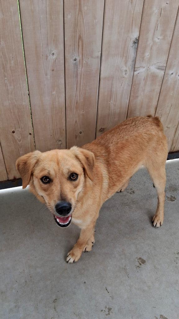 Enlarge Goldy, a Adoptable mixed breed in Seguin, TX image 5/6