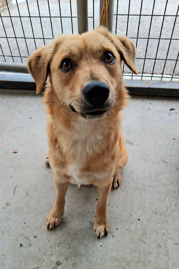 Enlarge Goldy, a Adoptable mixed breed in Seguin, TX image 6/6