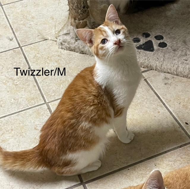 Enlarge Twizzler, a Adoptable mixed breed in Ronan, MT image 1/1