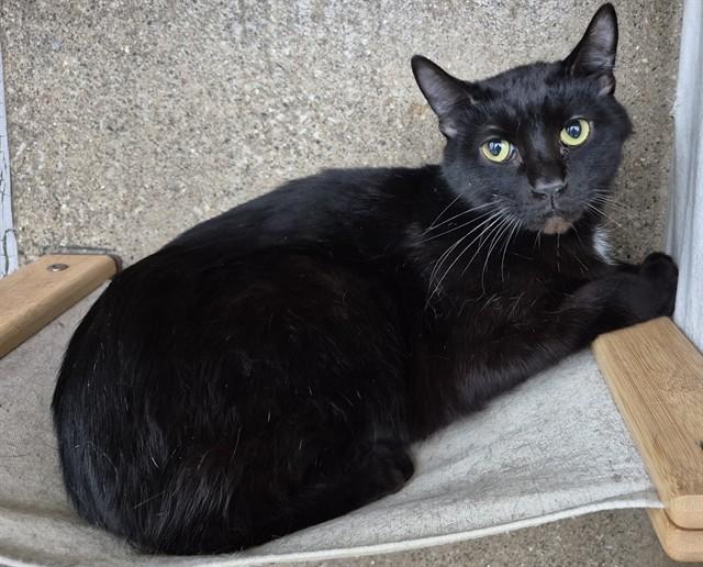 HARLEY, Adoptable, Young Male Domestic Short Hair.