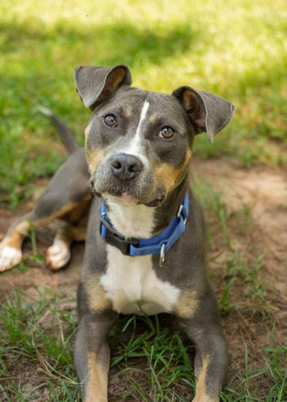 Sally 64531, Adoptable, Adult Female Mixed Breed & Mixed Breed.