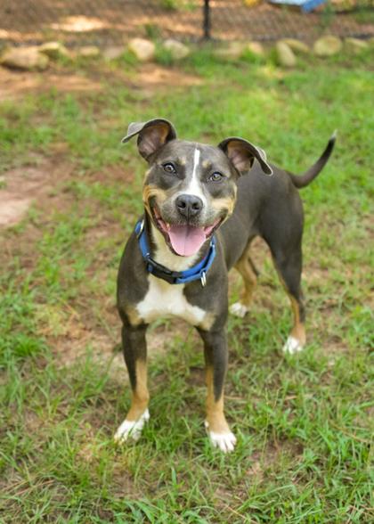 Sally 64531, a Adoptable mixed breed in Aiken, SC image 2/3
