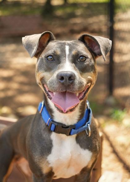 Sally 64531, a Adoptable mixed breed in Aiken, SC image 3/3