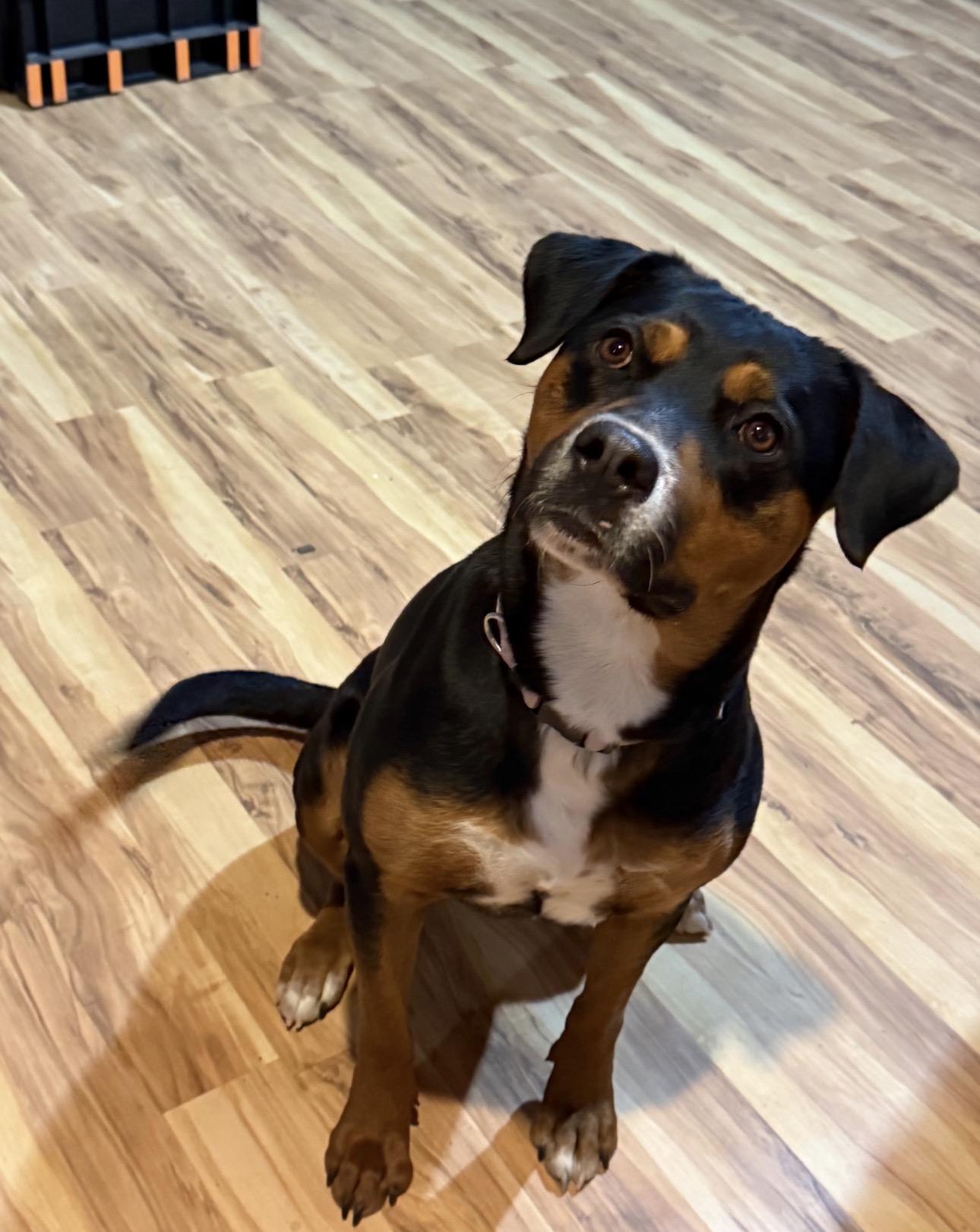Enlarge Missy, a ADOPTABLE mixed breed in Parker, CO image 1/3