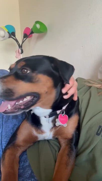 Enlarge Missy, a ADOPTABLE mixed breed in Parker, CO video 2/3