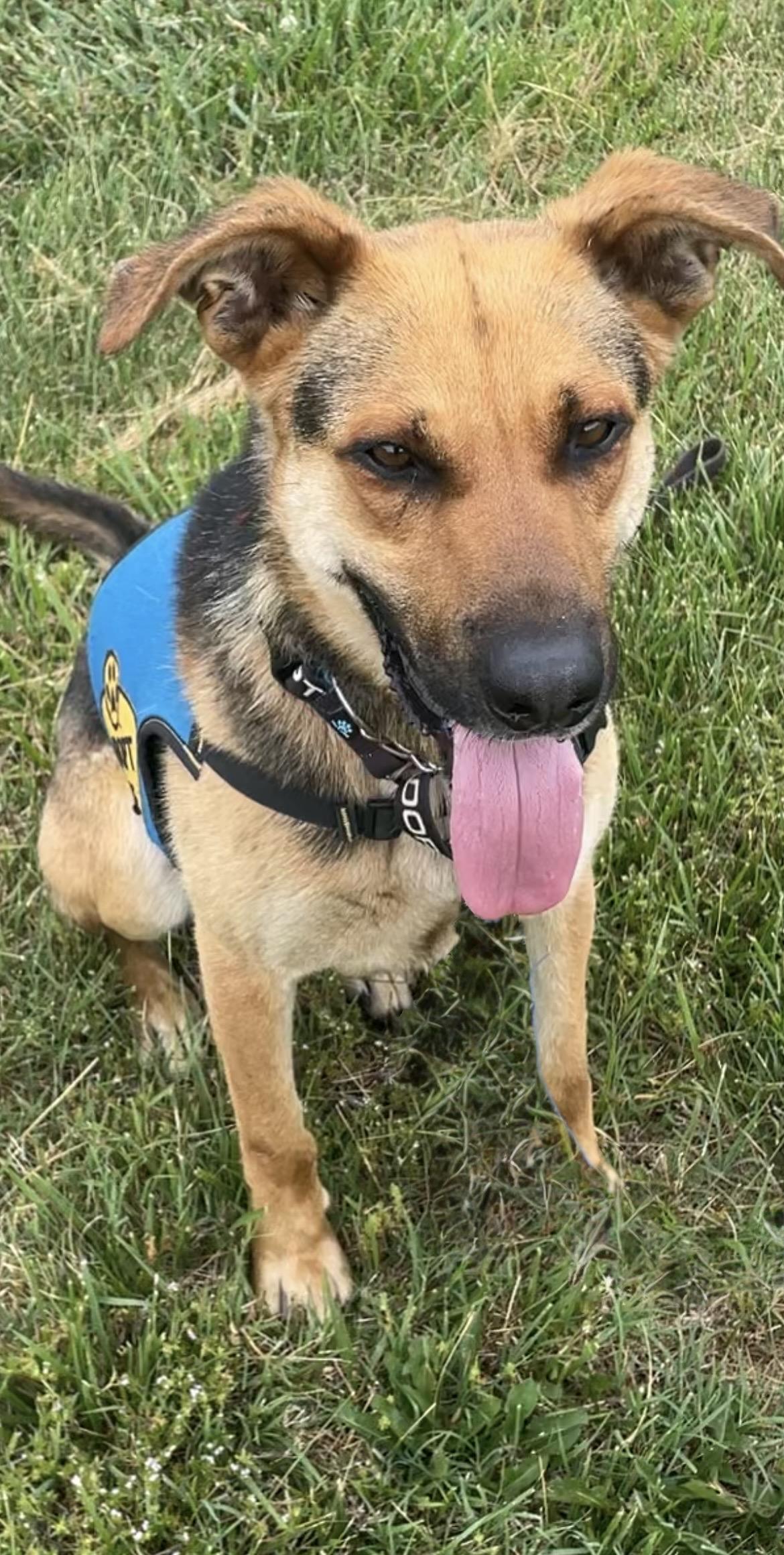 Jones, a ADOPTABLE mixed breed in Heathsville, VA image 1/3