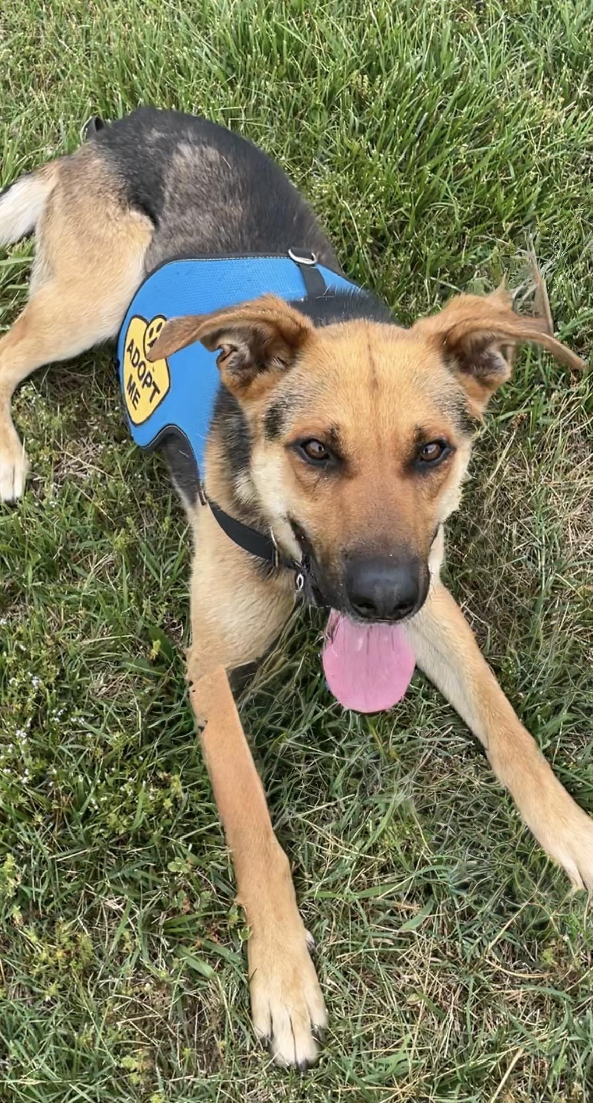 Jones, a ADOPTABLE mixed breed in Heathsville, VA image 3/3