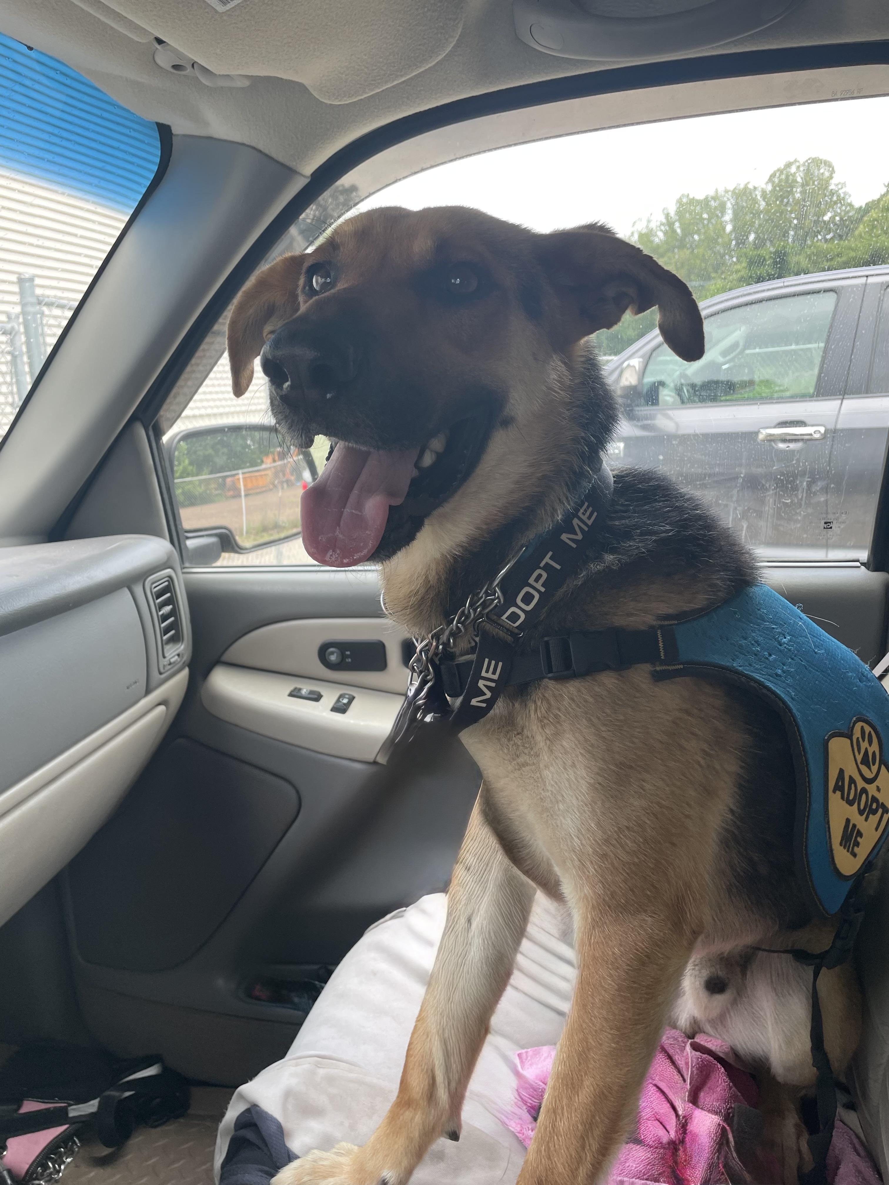 Jones, a ADOPTABLE mixed breed in Heathsville, VA image 2/3