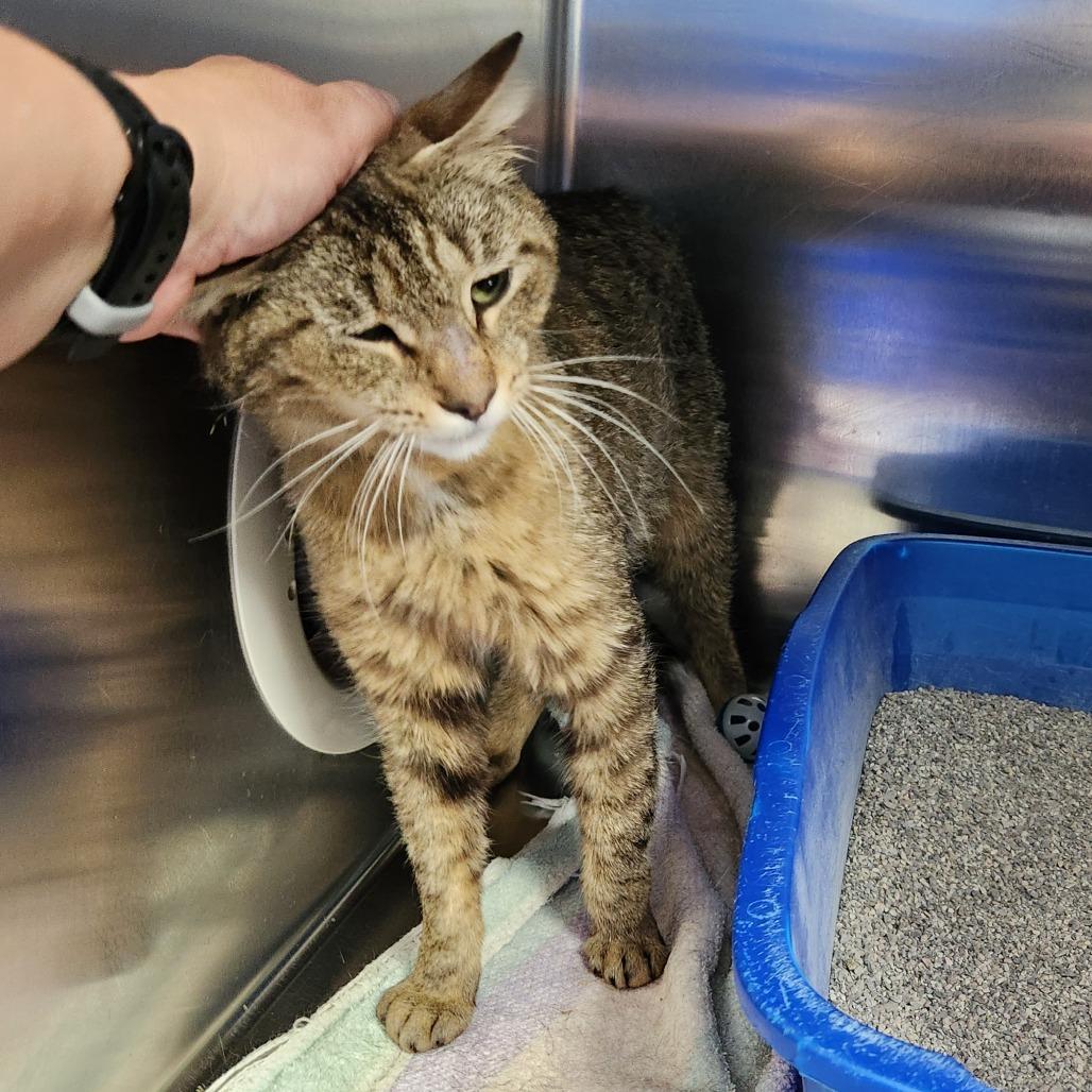 Sweet Clover, Adoptable, Young Female Domestic Short Hair.