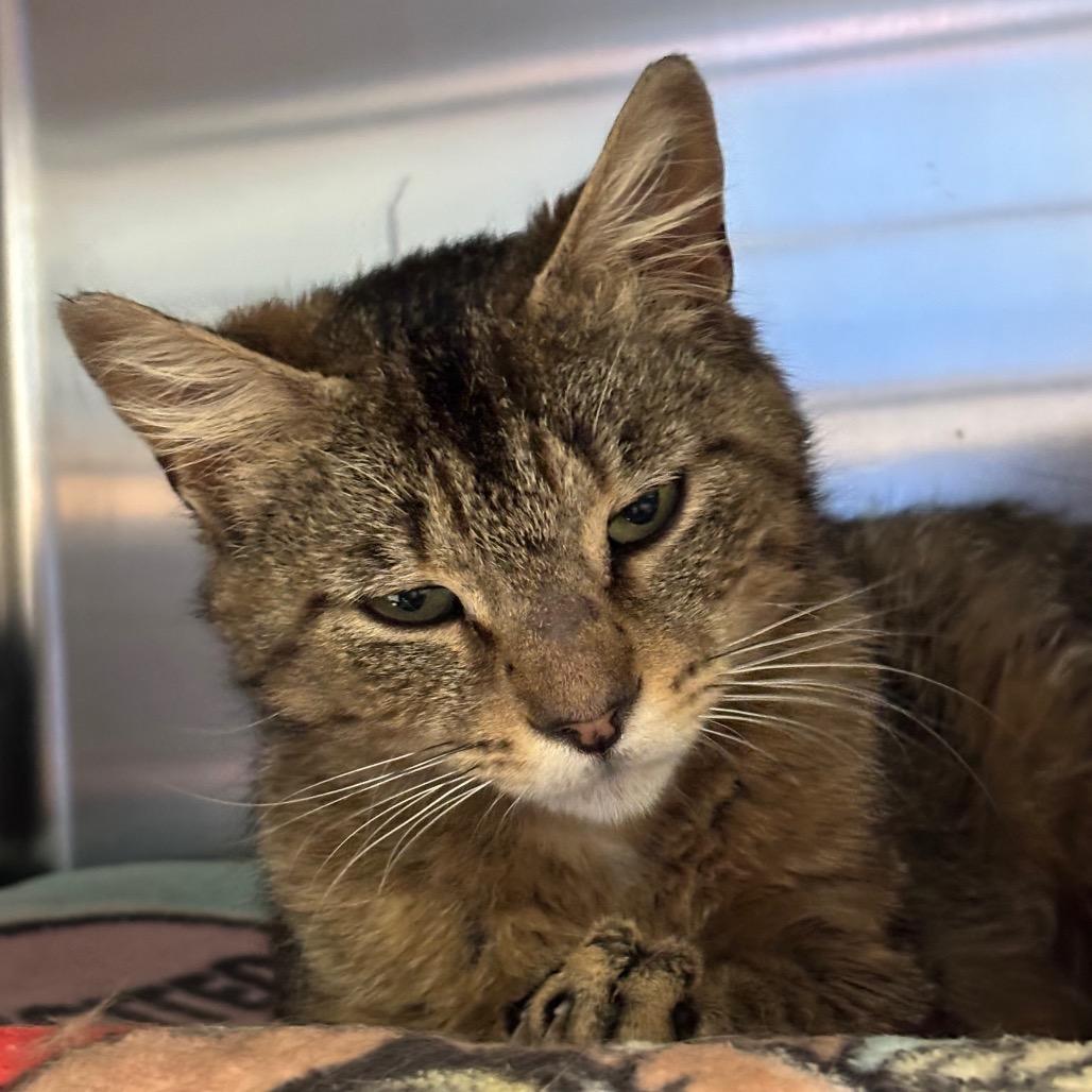 Sweet Clover, a Adoptable Domestic Short Hair in Grand Rapids, MI image 2/3