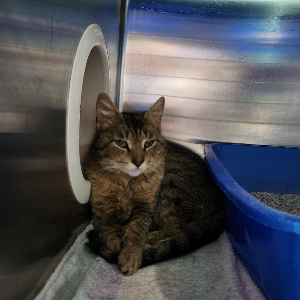 Sweet Clover, a Adoptable Domestic Short Hair in Grand Rapids, MI image 3/3