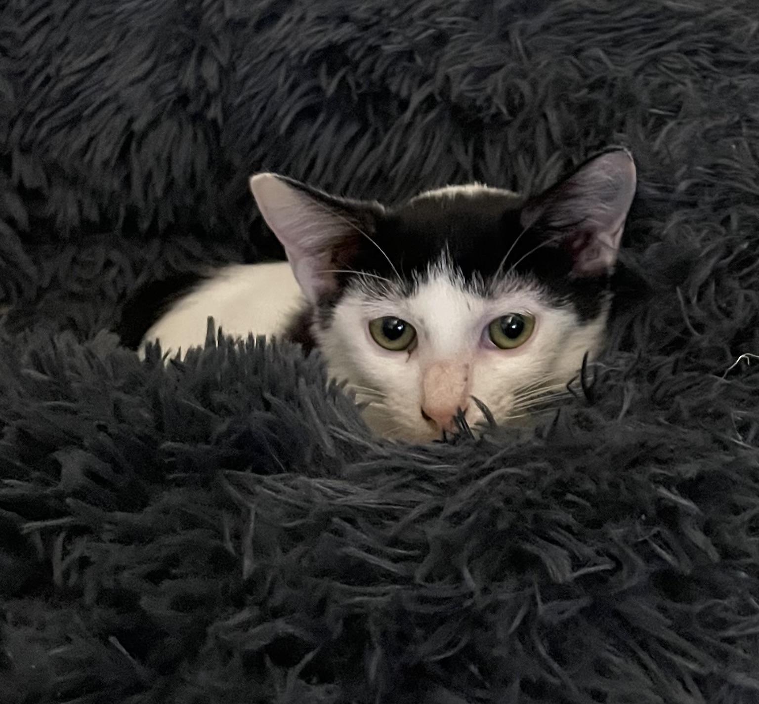 Tulip - North Conroe Petsmart