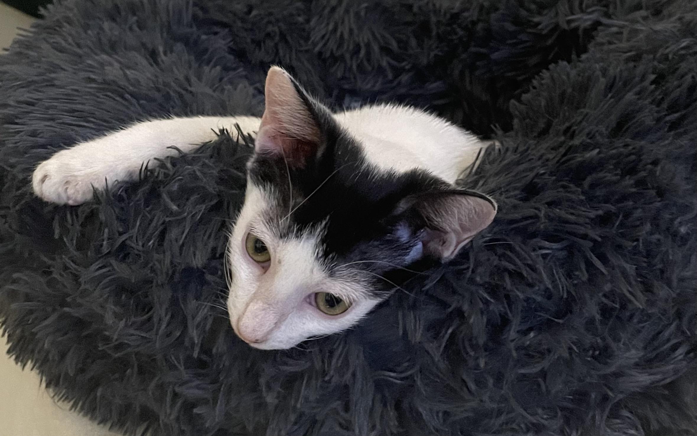 Tulip - North Conroe Petsmart