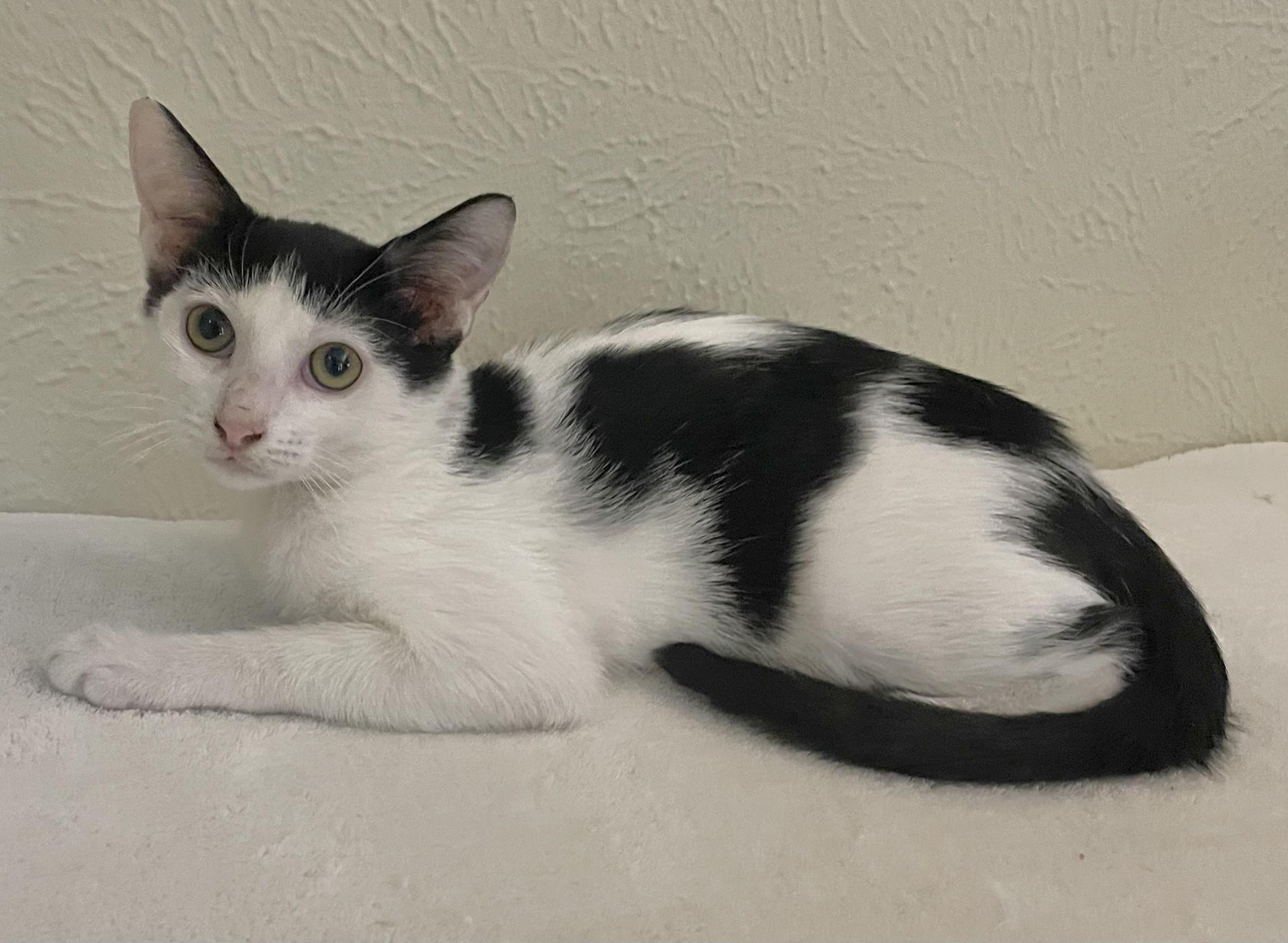 Tulip - North Conroe Petsmart