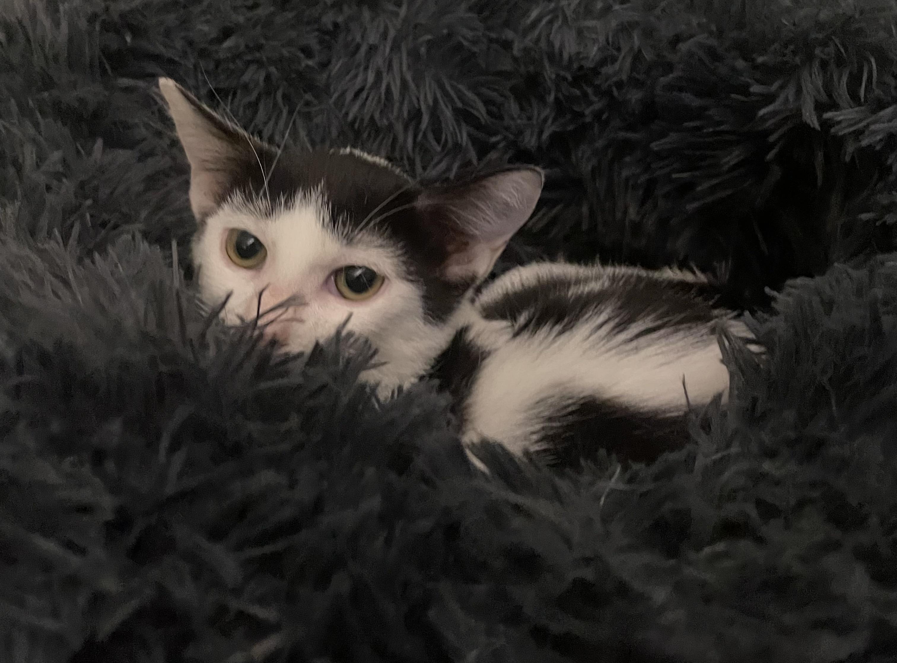 Tulip - North Conroe Petsmart