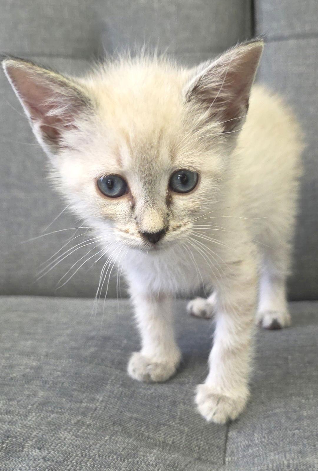 Enlarge Julianna, a Adoptable mixed breed in Campbell, CA image 1/3