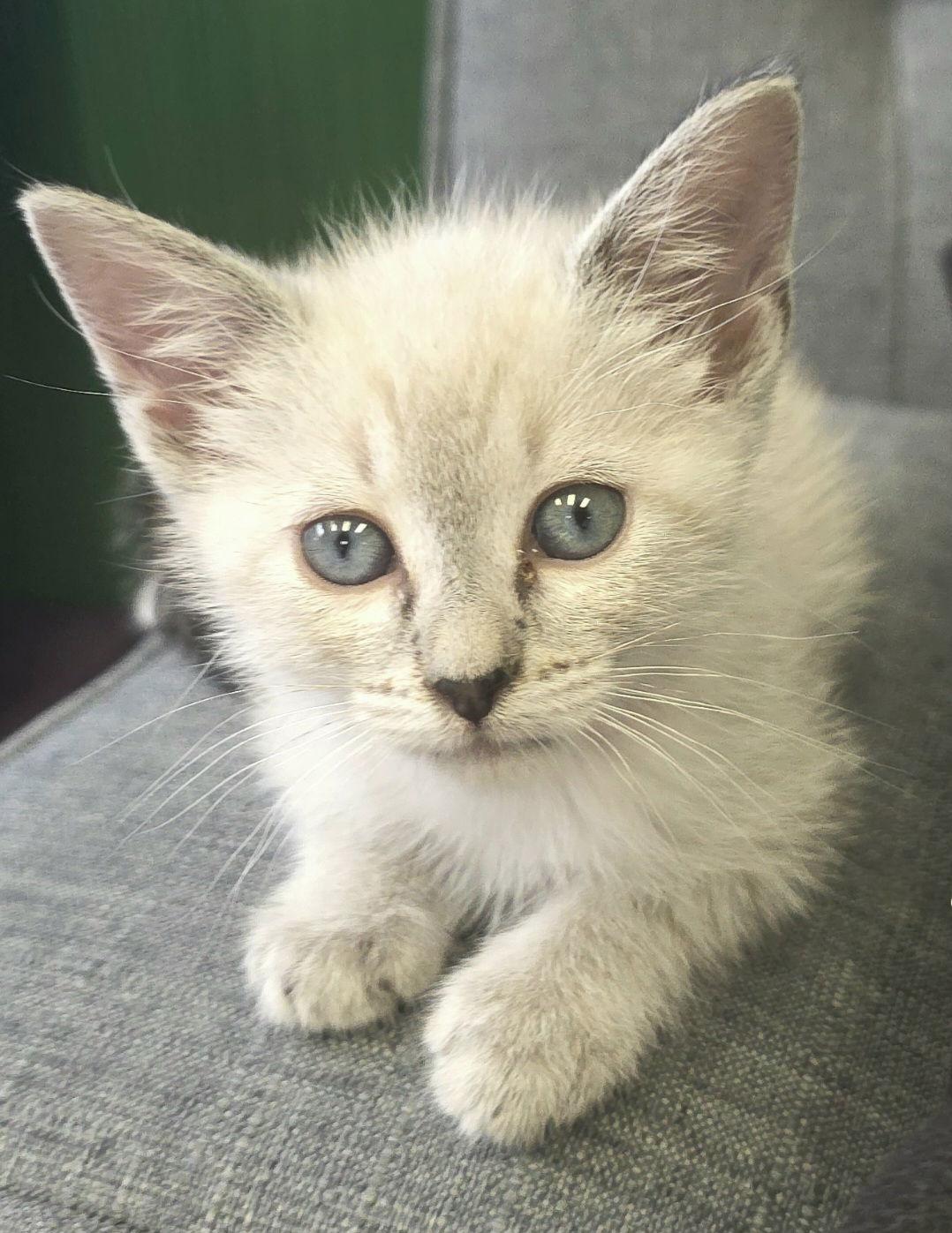 Enlarge Julianna, a Adoptable mixed breed in Campbell, CA image 2/3