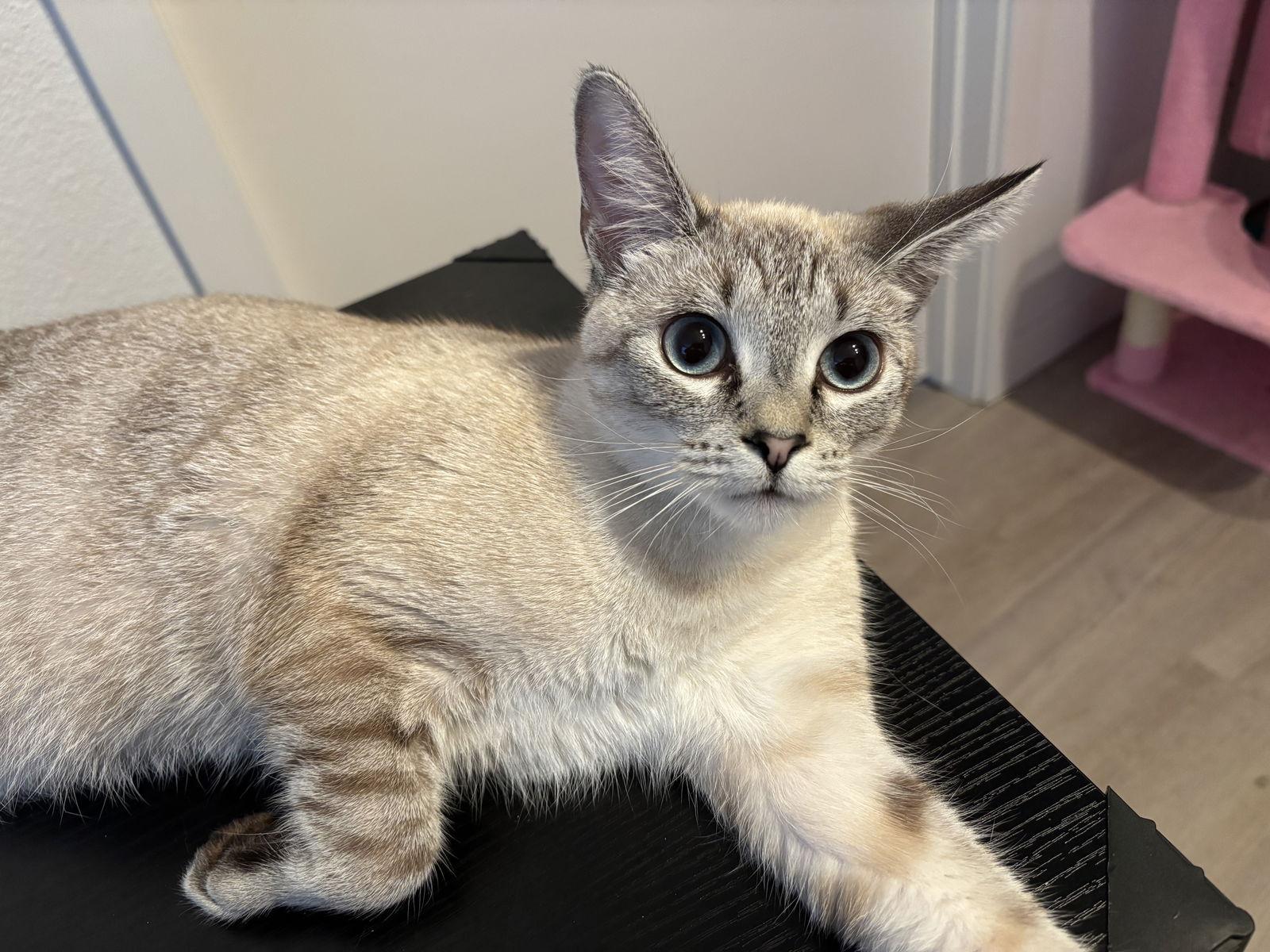 Enlarge Julianna, a Adoptable mixed breed in Campbell, CA image 3/3