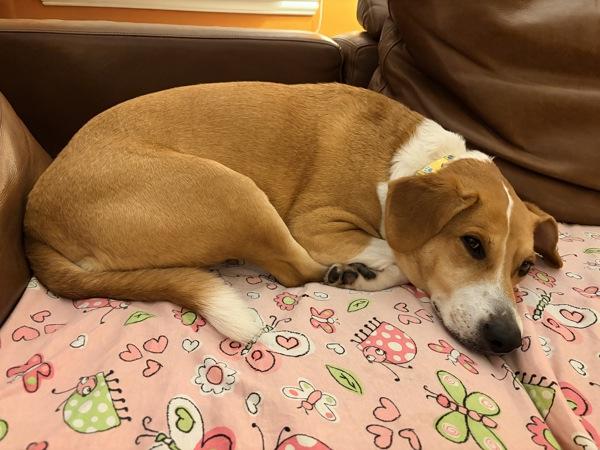 Tiffany Rose, Adoptable, Adult Female Beagle.