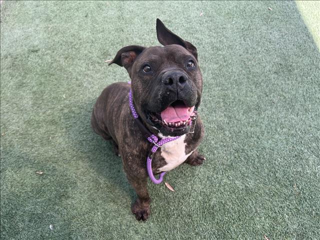 ANDREW, Adoptable, Adult Male Pit Bull Terrier.
