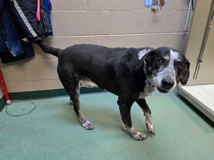 Remington, a ADOPTABLE mixed breed in Williamsport, PA image 2/2