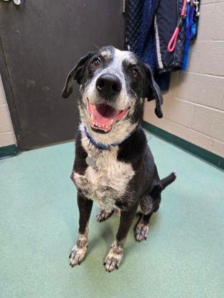 Remington, ADOPTABLE, Senior Male Bluetick Coonhound.