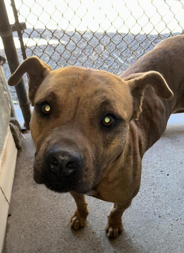 Baby Francis, Adoptable, Adult Female Plott Hound & Mixed Breed.