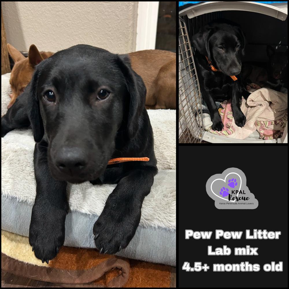 Enlarge Shotgun - Pew Pew Litter, a Adoptable Labrador Retriever in Kenai, AK image 1/1